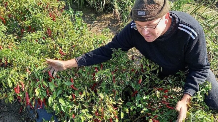 Crveno zlato s OPG-a Kelemen, koja je tajna baranjske paprike?