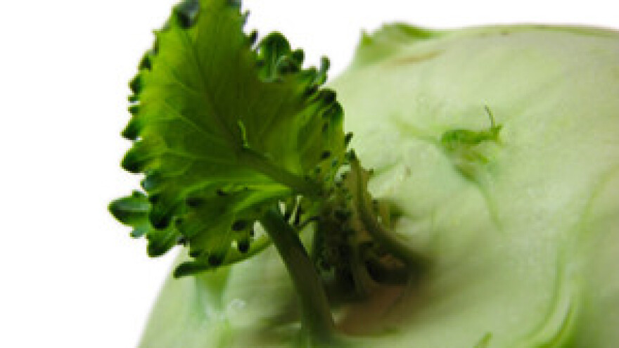 Ekološka proizvodnja ovisi o entuzijastičnim pojedincima