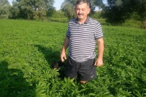 Od svih kultura najdraža i najjača mu je konoplja