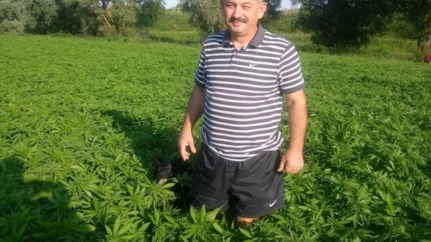 Od svih kultura najdraža i najjača mu je konoplja