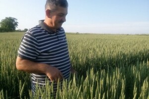 Prinos vrhunski, no većina pšenice treća klasa