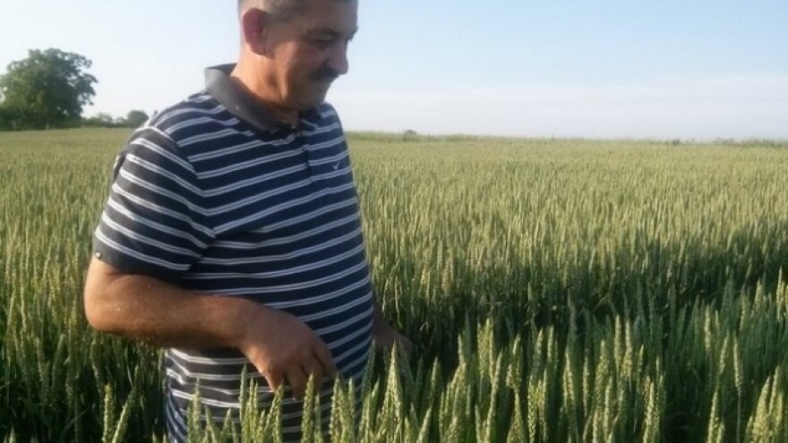 Prinos vrhunski, no većina pšenice treća klasa