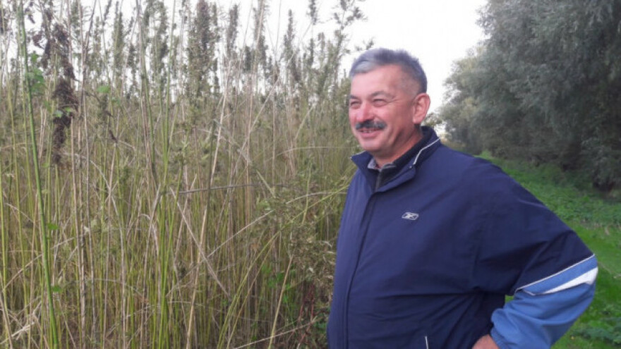 Stroj je u kvaru pa se konoplja bere ručno!