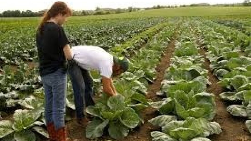 Rastu cijene biljnih proizvoda!