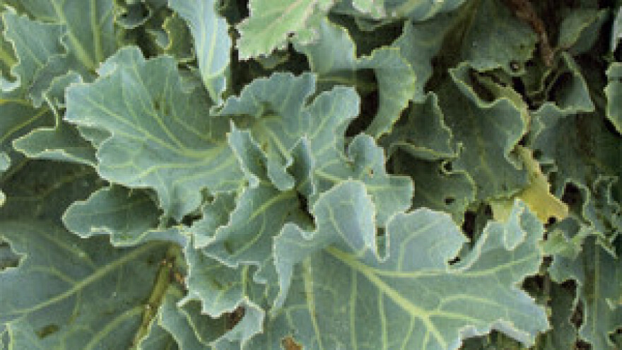 IPARD-om do suvremenog pakiranja povrća