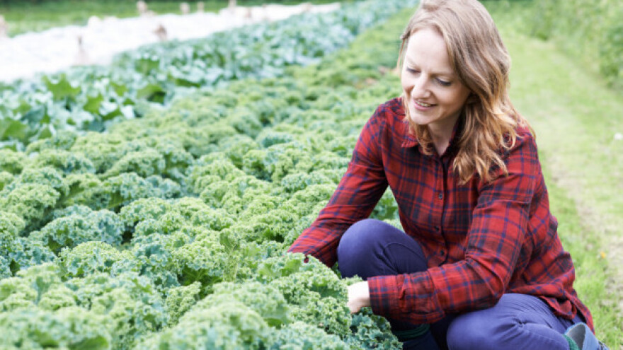 Kelj dostiže cijenu i od 60 kuna po kilogramu
