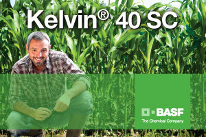 Novi partner protiv travnih korova u zaštiti kukuruza - Kelvin® 40 SC