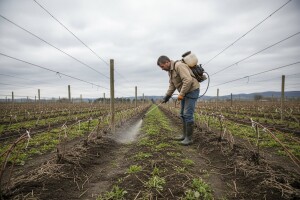 Kemijsko suzbijanje korova u kupinama