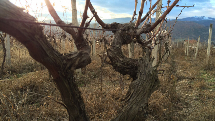 Auto-put preti Keratsudi - bugarskoj beloj sorti grožđa