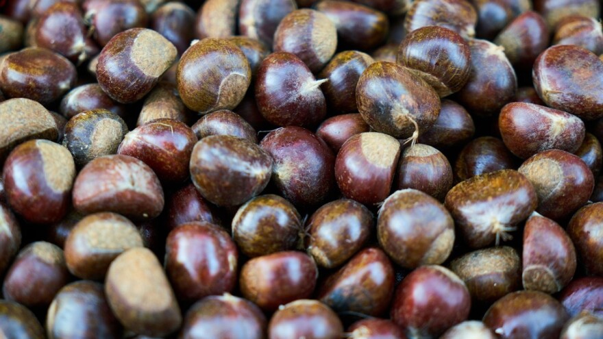 Kesten - ukusan i zdrav plod jeseni