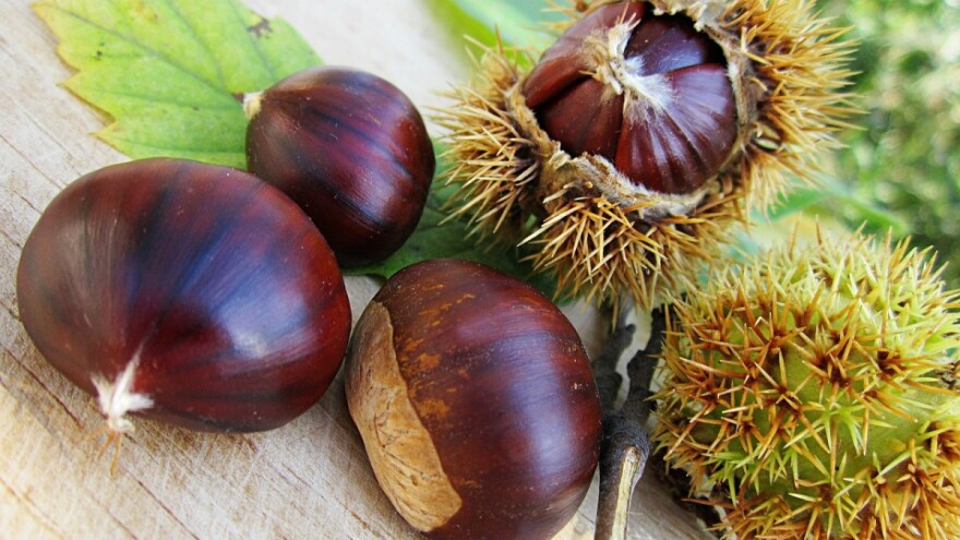 Koštani iz Sobine pravi delikates