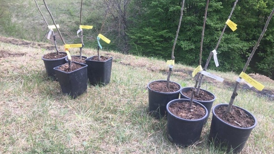 Tintna bolest prijeti pitomom  kestenu širom BiH, šta uraditi?