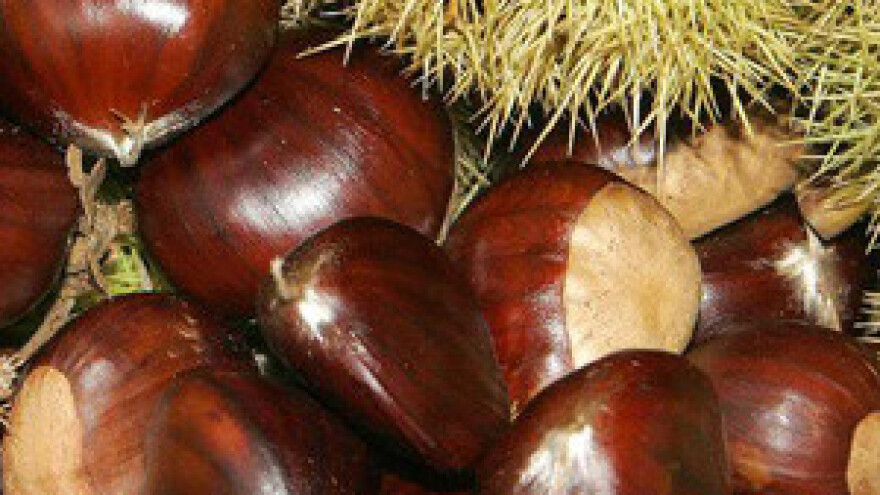 13. Kestenijada u Požegi