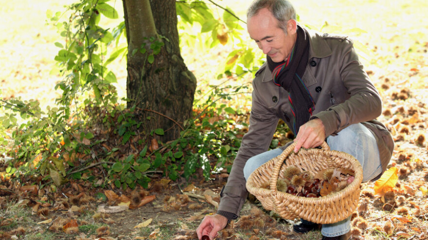 Kesten - malobrojan, sitan, ali zdrav
