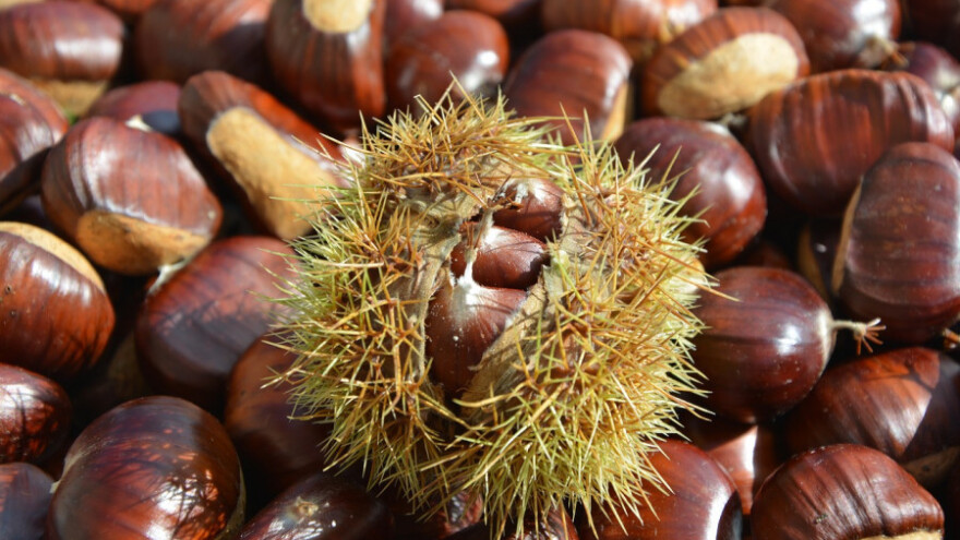 Kineski kesten jeftiniji od europskog