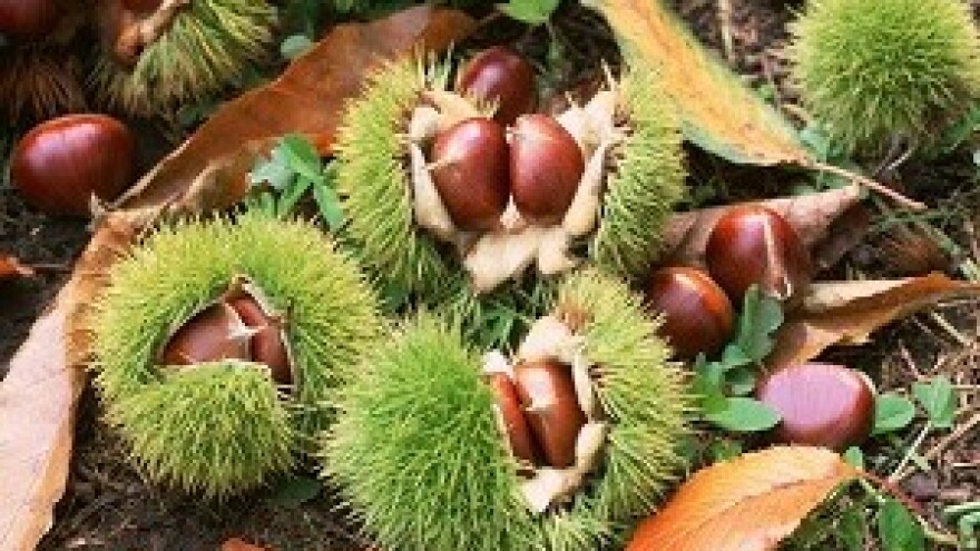 Kestenijada - Listopadska svečanost berbe kestena