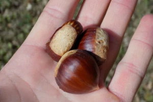 Turski kestenjari traže izlaz na EU tržište