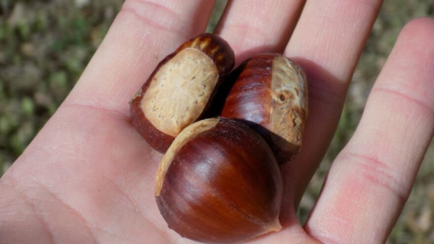Turski kestenjari traže izlaz na EU tržište