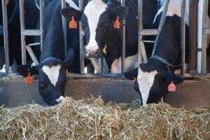 Ketoza - pritajeni neprijatelj krava i farmera