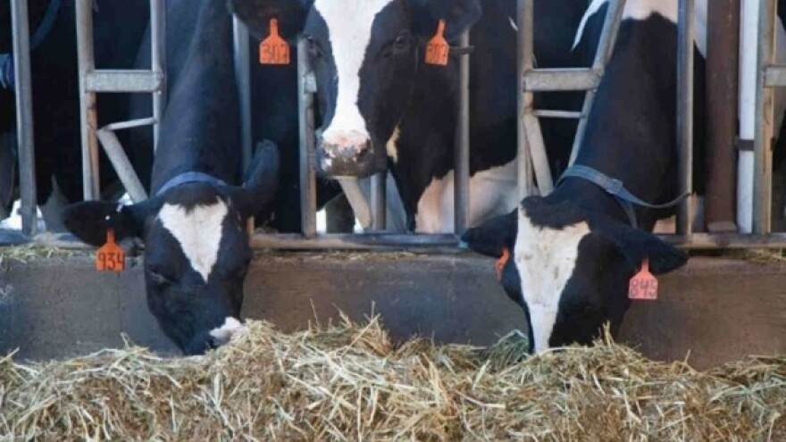 Ketoza - pritajeni neprijatelj krava i farmera