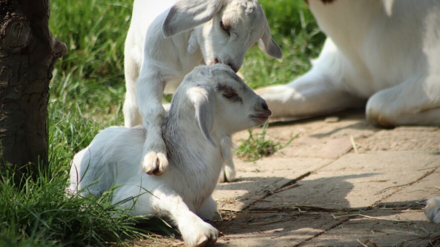 LAG-ovi do kraja 2019. objavili 169 natječaja vrijednosti 277,7 milijuna kuna