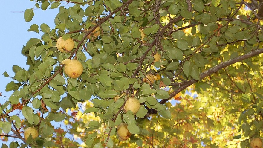Kiferov sjemenjak - stara sorta ponovo u modi