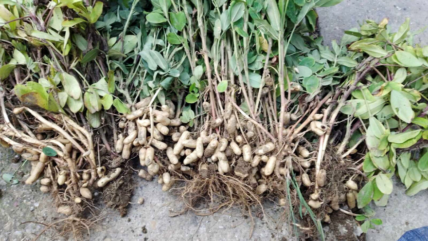 Šta je potrebno za proizvodnju kikirikija?