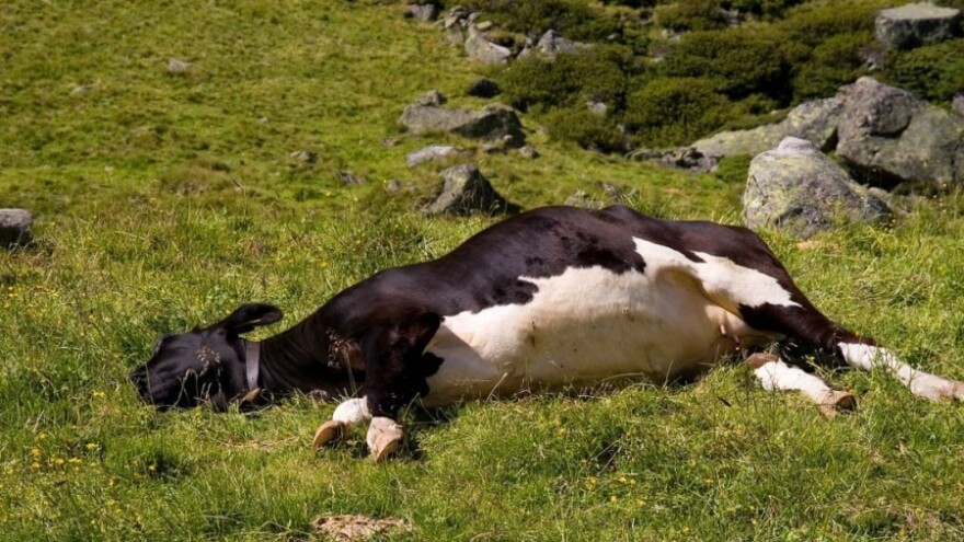 Leševi krava su vrijedna sirovina, gdje završava?