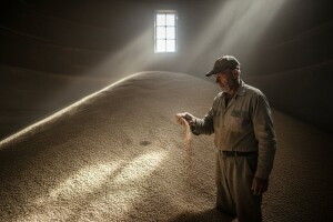 Kilogram pšenice pao na samo 65 lipa