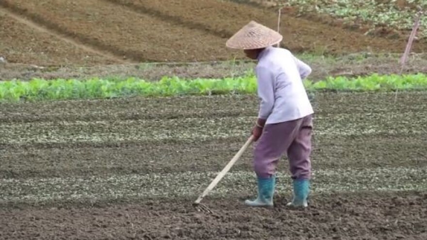 Propada li poljoprivreda Kine?