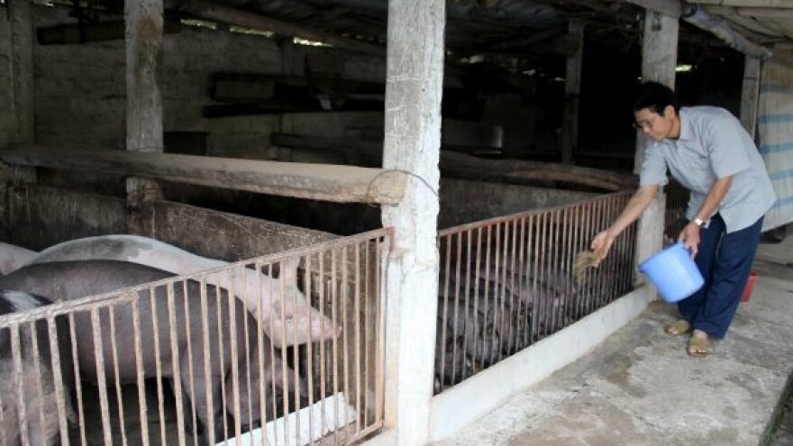 Što je Kina bez svinja?