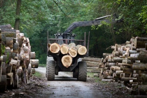 Kina želi ulagati u šumarstvo i poljoprivredu