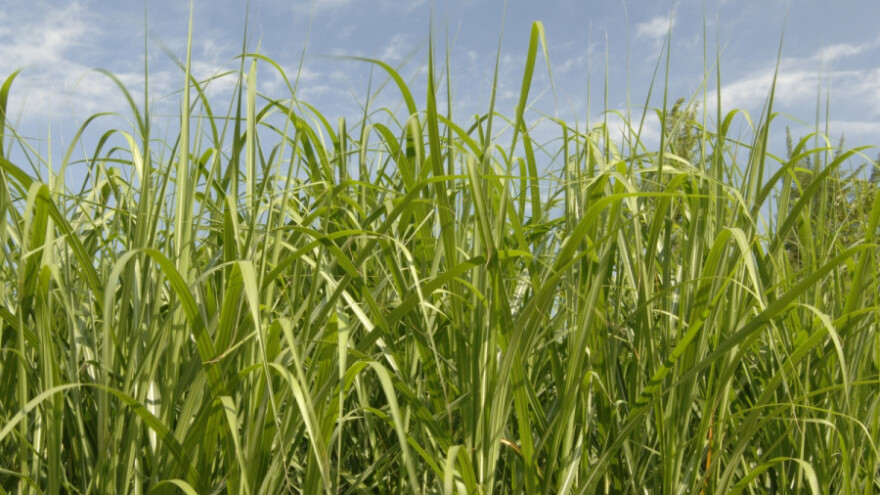 Kineska trska - 10 puta isplativija od kukuruza
