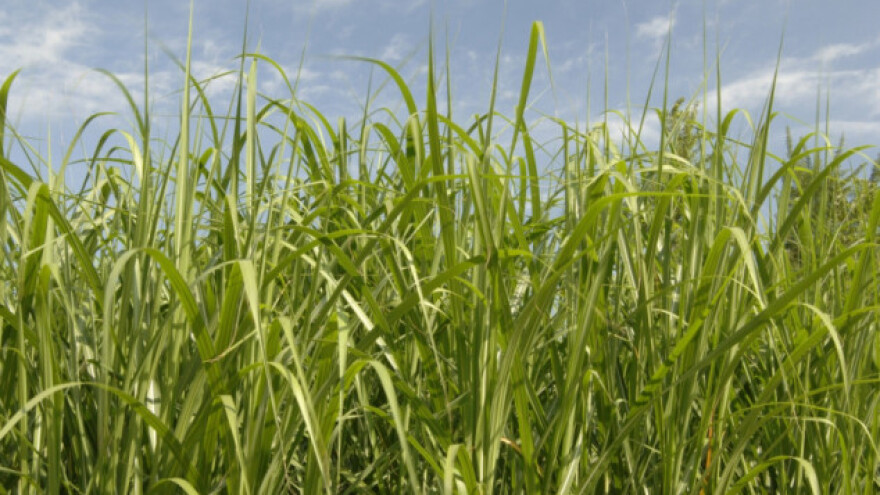 Kineska trska - 10 puta isplativija od kukuruza