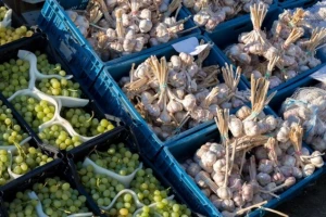 Hoće li pasti cijena kineskog bijelog luka?
