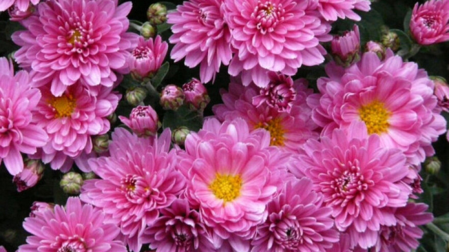 Prirodno liječite bolesti ljekovitog bilja