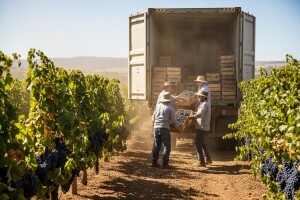 Kinezi odvezli kontejnere grožđa iz Australije
