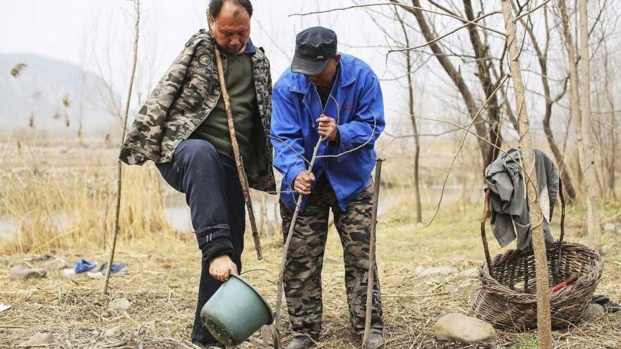 Herojska braća iz Kine: Moje ruke, tvoje oči, naša šuma