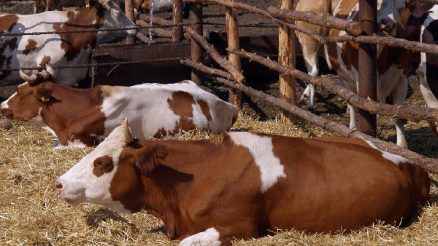 Kinezi zainteresovani za investiranje u stočarstvo