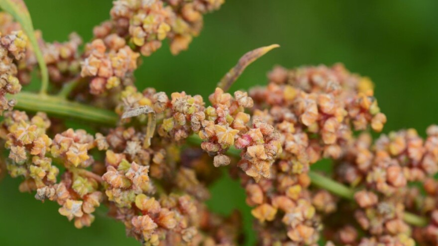 Kinoa - biljka koja čisti organizam od otrova