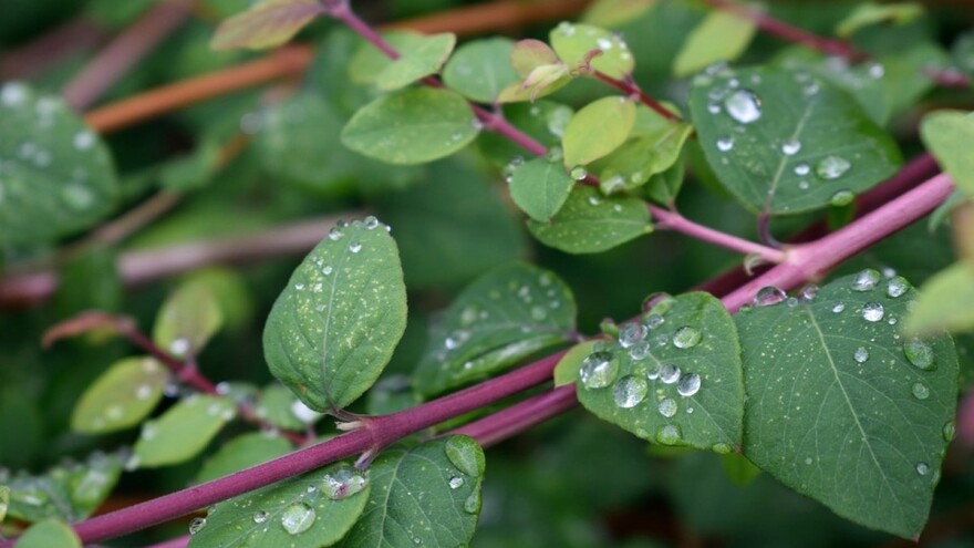 Promenjivo vreme - smena sunca i oblaka, uz kišu