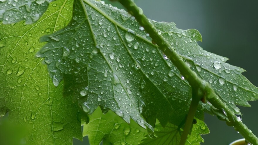 Kiša se vraća u naše krajeve