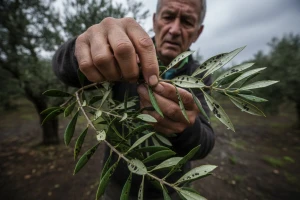 Kiša će rezultirati novim bolestima maslina