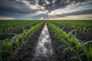 Kiša dobro došla usevima u Sremu