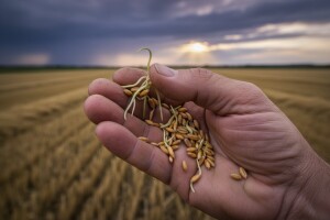 Kiša isprala gluten