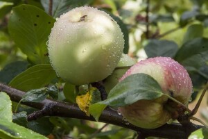 I dalje visoke temperature uz lokalne pljuskove i grmljavinu