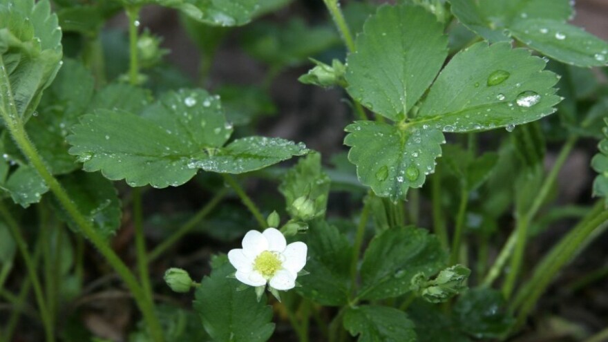 Kišoviti Prvi maj, na planinama snijeg