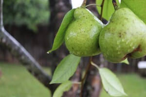Česta kiša i pljuskovi do sredine sedmice uz lagani rast temperatura