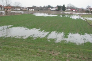 Smena kiše i sunca u Vojvodini, oporavila pšenicu