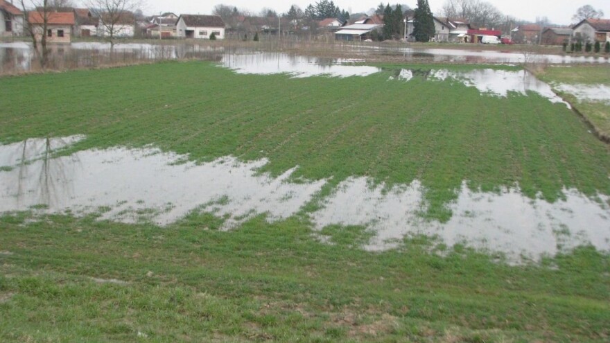Smena kiše i sunca u Vojvodini, oporavila pšenicu